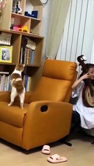 Hilarious Cats & Dogs 2024 🐶😺 | Best Funny Animal Videos to Make You Laugh