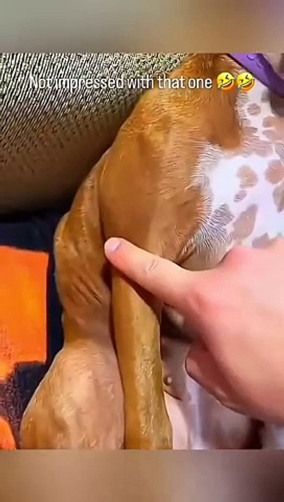 Angry cats videos - Funny Animals