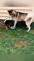 Funniest Animals - Best Of The 2024 Funny Animal Videos - Cutest Animals Ever