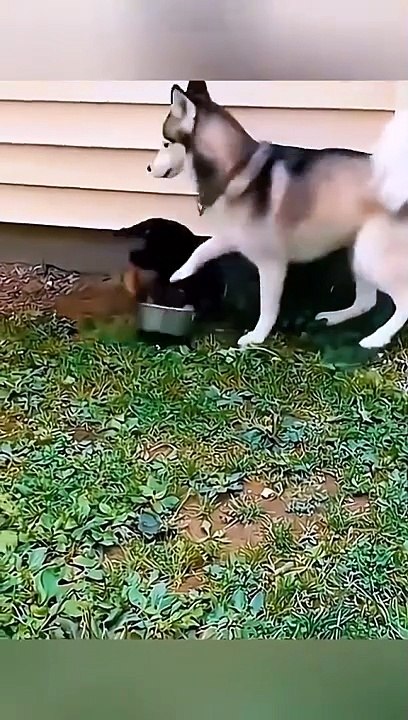 Funniest Animals - Best Of The 2024 Funny Animal Videos - Cutest Animals Ever