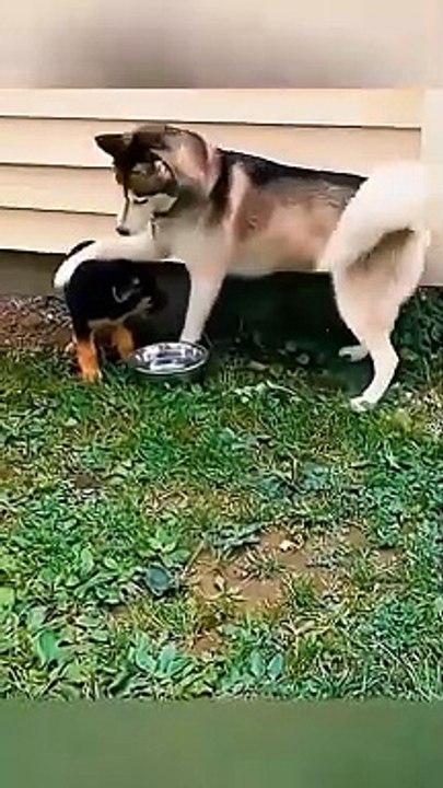 Funniest Animals - Best Of The 2024 Funny Animal Videos - Cutest Animals Ever