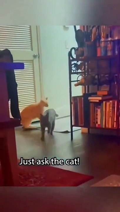 Funny Dogs And Cats Videos 2024 - Best Animal Videos Of The Month
