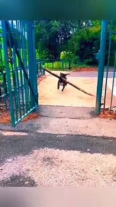 Funny animals - Funny cats - Funny dogs - videos