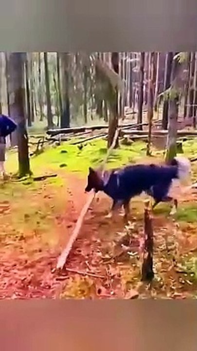 FUNNIEST CATS AND DOGS 2024 - CUTE ANIMALS VIDEO