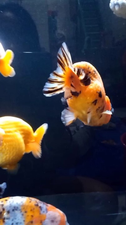 Another Beautiful Day Watching the Goldfish