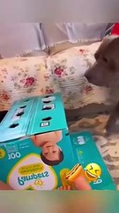 Funny Animal Videos - Unusual Memes Compilation 2024