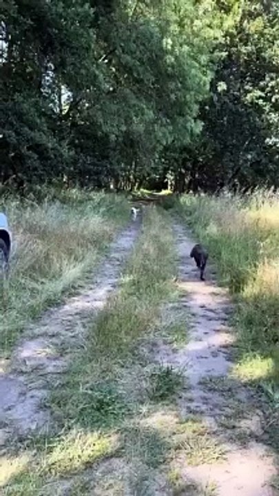 Funny Dogs And Cats Videos 2024