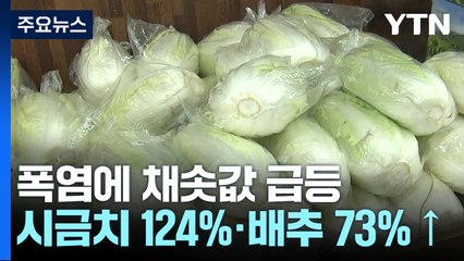 8월 채소류 가격 상승...시금치 124%·배추 73%↑ / YTN