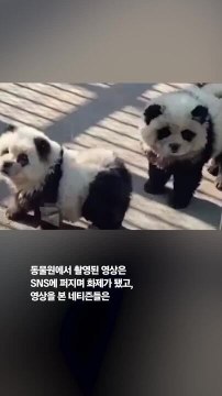판다가 왜 꼬리 흔들지?…中 뒤집은 동물원 '짝퉁 판다' 정체