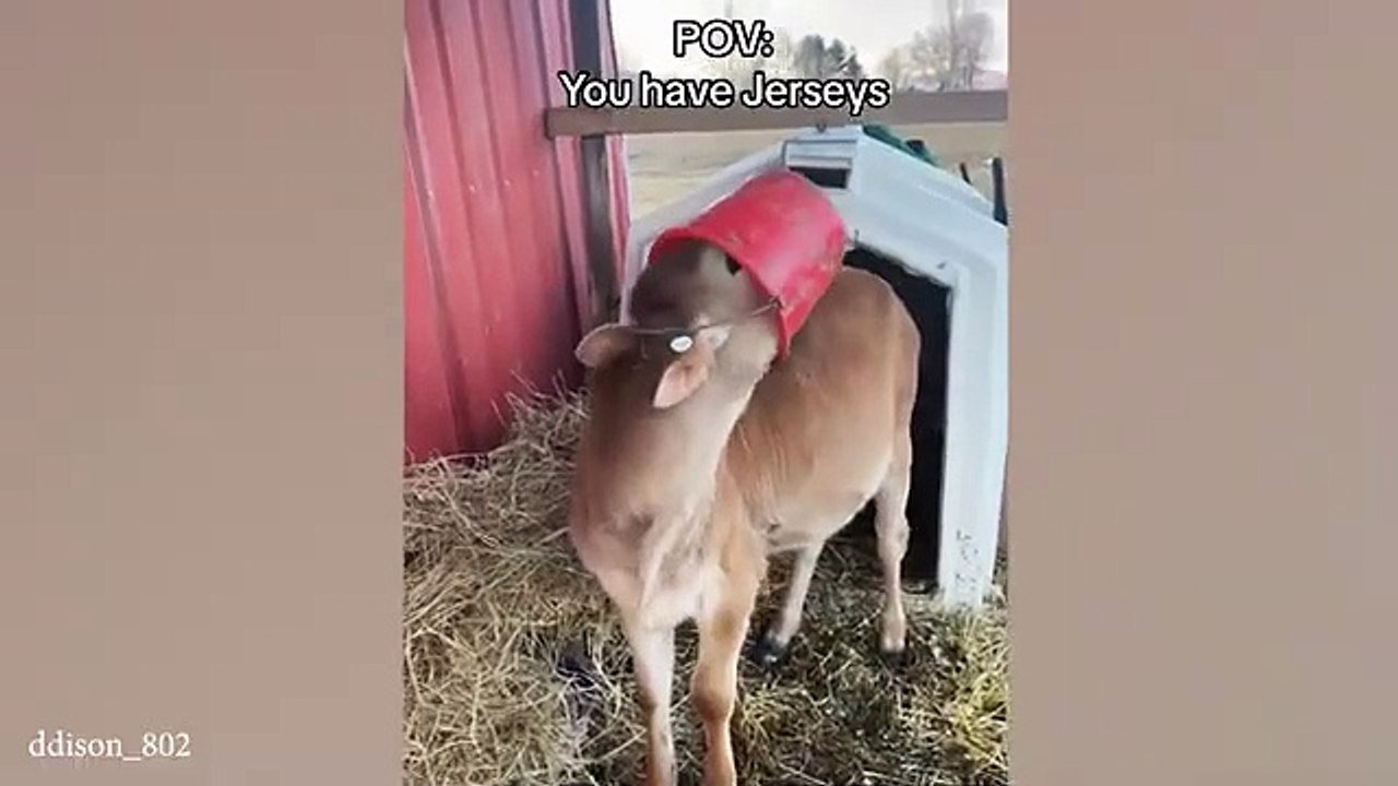 These Funniest ANIMAL VIDEOS will make you LAUGH your HEAD OF  - MAI PM (360p, h264, youtube)