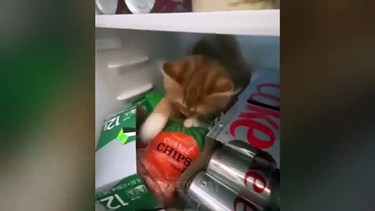 Try Not To Laugh  New Funny Cats Video  - Tuxedo Cat Part 64 - Tuxedo Cat (360p, h264, youtube)