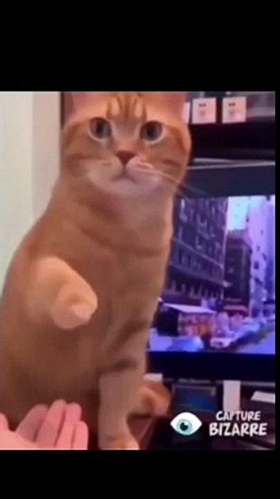 The cats -the boys memes cat version