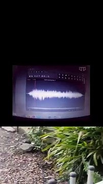 crazy frog with frog cat and dog frog screaming