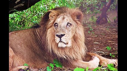 Wild India: 7 Incredible Animals Found Only in India