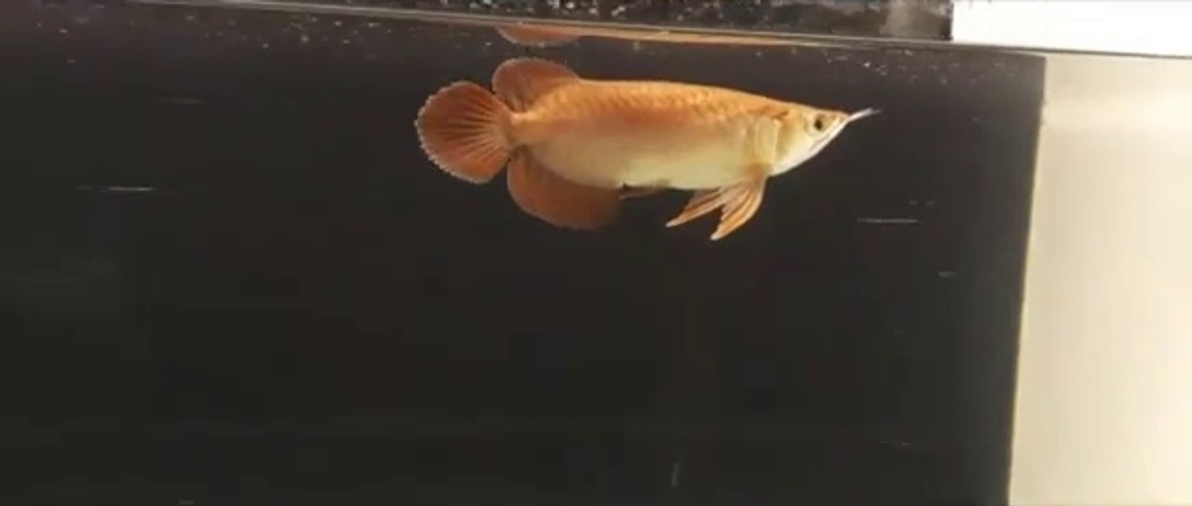 The most expensive fish in Indonesia (Super Red Arowana Fish)