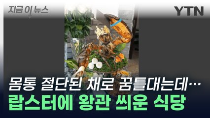 너무하다고 난리 난 랍스터 식당 '논란'...몸통 잘린 채로 '꿈틀' [지금이뉴스]  / YTN