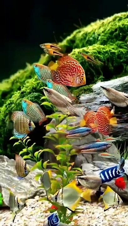 Little fish short video