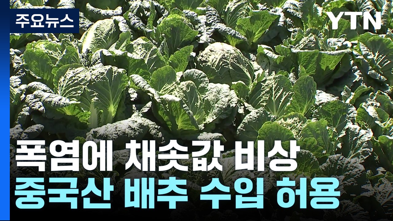 중국산 배추 수입 허용...27일 첫 물량 16톤 반입 / YTN
