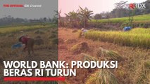 World Bank: Produksi Beras RI Turun