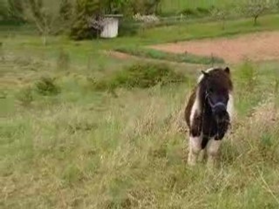 Piloufoufou