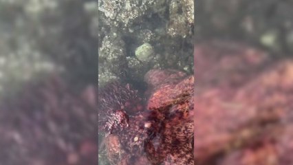 El enternecedor momento en el  que un pulpo encuentra a un hombre descansando en unas rocas y decide abrazarlo