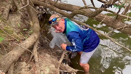 Returning cod to the wild | Queensland Country Life
