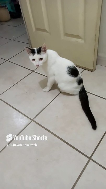 El #gato pernanca #felino #peludo #shorts anda jugando con la gata bombay #animales #mascotas #pet