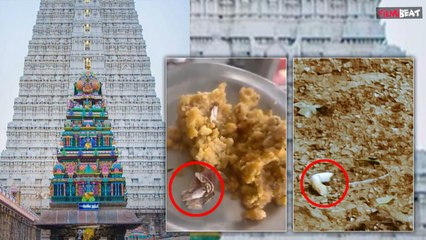Tirupati Laddu Controversy:तिरुपति लड्डू प्रसाद में अब निकला तम्बाकू ! श्रद्धालु का दावा ?FilmiBeat