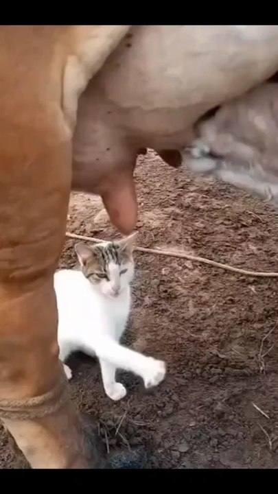cute cat