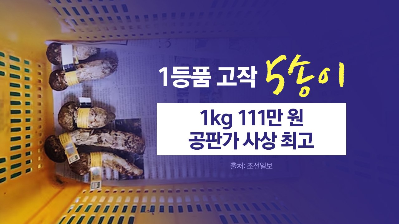 "금송이가 따로 없다" 폭염에 씨 마른 송이버섯...지역축제도 '비상' [앵커리포트]...