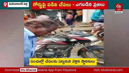 రోడ్డంతా చేపల మయం - అమ్మేది లేదు, కొనేది లేదు - దొరికినోళ్లకు దొరికినన్ని