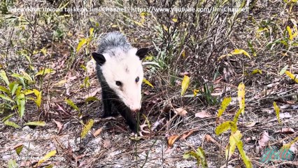 Opossums - Bí ẩn loài vật có thể sử dụng đuôi như tay cầm