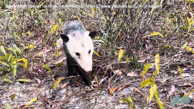 Opossums - Bí ẩn loài vật có thể sử dụng đuôi như tay cầm