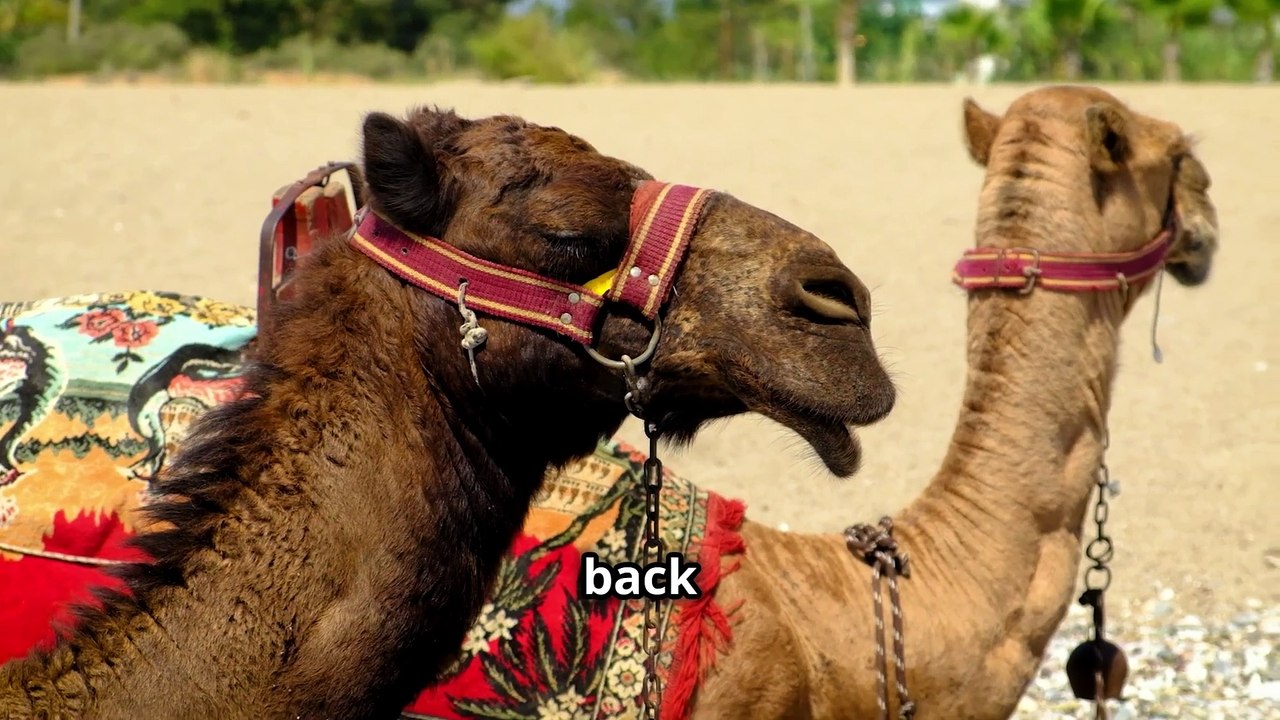 "Wow ! Camels Drink THIS Much Water ?" - Amazing Camel Facts !