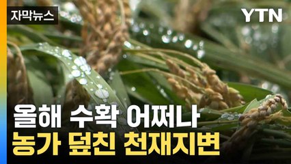 [자막뉴스] "본전도 못 찾는다"...수확 앞두고 물벼락에 농민들 '시름시름' / YTN