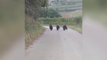 Orsi, il video dell'automobilista in Trentino: i tre cuccioli scappano