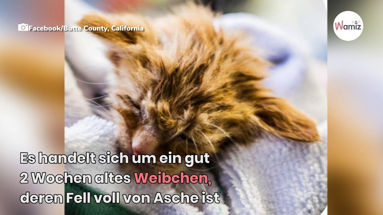 Feuerwehr rettet ein Kätzchen: Als sie seinen Kopf sieht, schreien alle vor Lachen (Video)