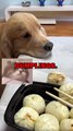 DOG LOSES DUMPLING! #dogs