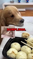 DOG LOSES DUMPLING! #dogs