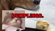 DOG LOSES DUMPLING! #dogs