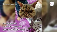 Perserkatze muss zum Frisör: Der neue Schnitt ist ein Skandal!