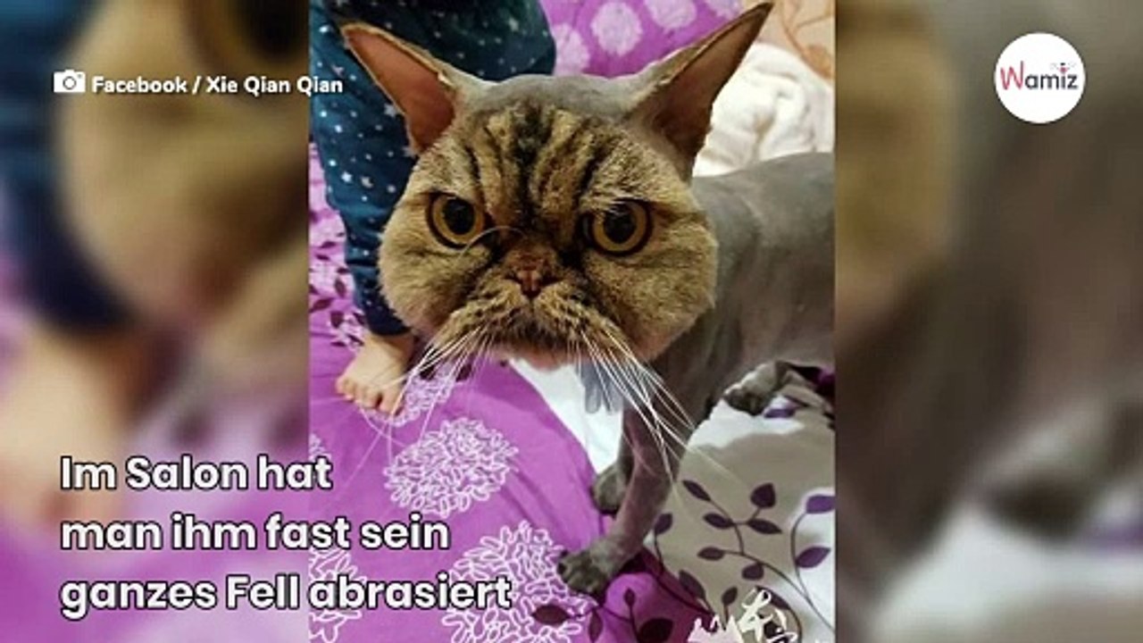 Perserkatze muss zum Frisör: Der neue Schnitt ist ein Skandal!