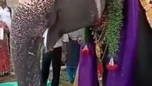 Elephant's Birthday