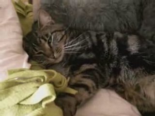 Funny Dogs & Cats Story ...They speak ! PART 1