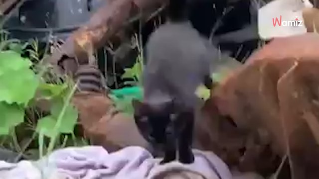 Video. Sentono strani rumori in una discarica: vedono sfrecciare verso di loro una palletta di pelo