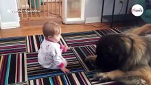 Leonberger huele al bebé: lo que hace justo después rompe el corazón de su mamá (Vídeo)
