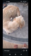 il cane che si morde la coda paloma