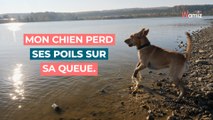 Mon chien perd ses poils sur sa queue : pourquoi et que faire ?