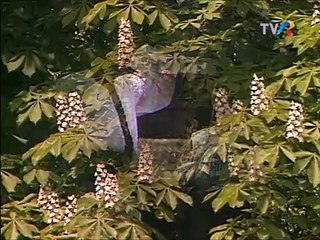 Nicolae Furdui Iancu - Pentru lelea dezmierdata (arhiva TVR - 1999)