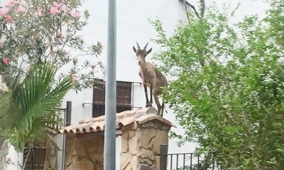 Cabras y muflones descontrolados arrasan cultivos, tejados y coches en Valencia